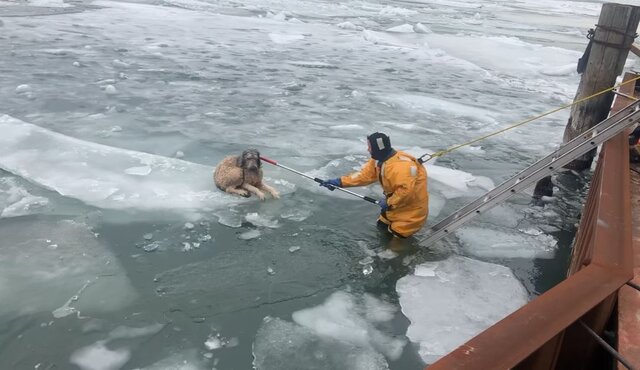 US: Dog stranded on floating ice chunk on frozen river rescued; here's how it happened US: Dog stranded on floating ice chunk on frozen river rescued; here's how it happened