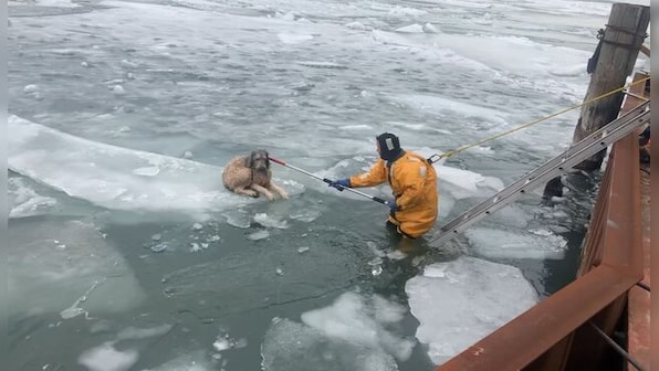 US: Dog stranded on floating ice chunk on frozen river rescued; here's how it happened