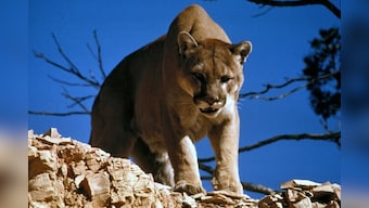US: Wildlife officers rescue mountain lion from homeowner's deck; watch viral video here