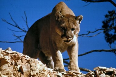 US: Wildlife officers rescue mountain lion from homeowner's deck; watch viral video here