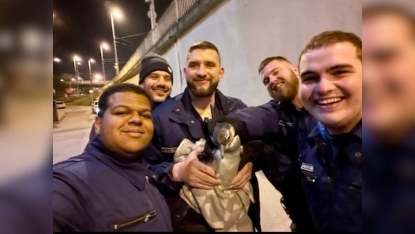 Penguin escapes Hungary zoo, wanders on streets; rescued by police later