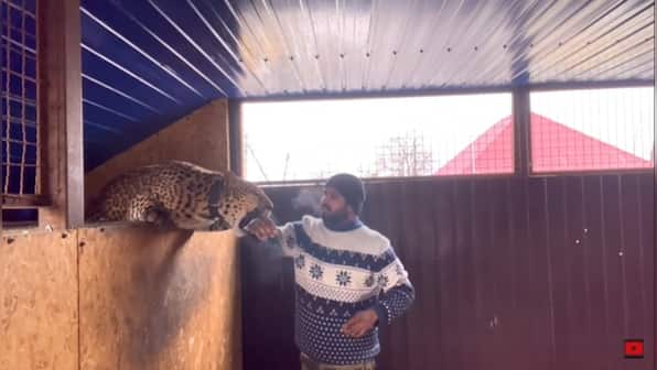 Ukraine-Russia war: Indian doctor refuses to leave Donbas without pet jaguar and panther