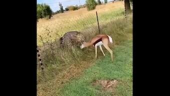 Watch: Deer busy grazing while cheetah tries to attack it; here's what happened next