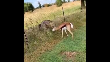 Watch: Deer busy grazing while cheetah tries to attack it; here's what happened next