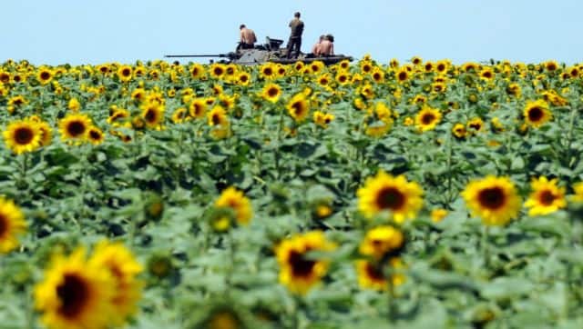 A sunflower field around 20 km south of Donetsk. Ukraine and Russia account for nearly 80 per cent of the world’s sunflower oil shipments. AFP