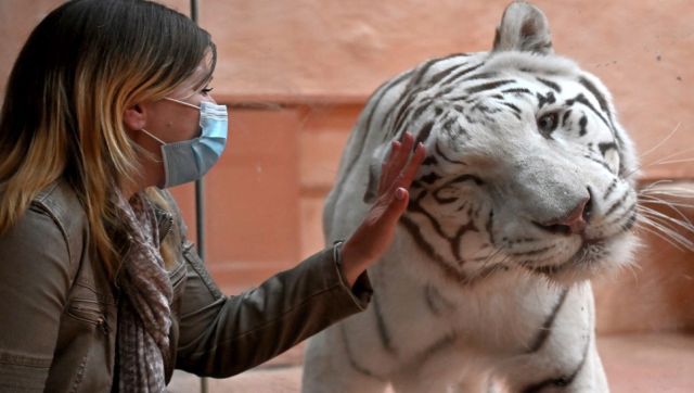 How animals in Ukraine's zoos have been caught in the Russian crossfire How animals in Ukraine's zoos have been caught in the Russian crossfire