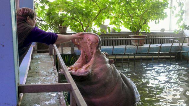 So far, Ukraine’s biggest zoos are not evacuating most of the animals. AFP