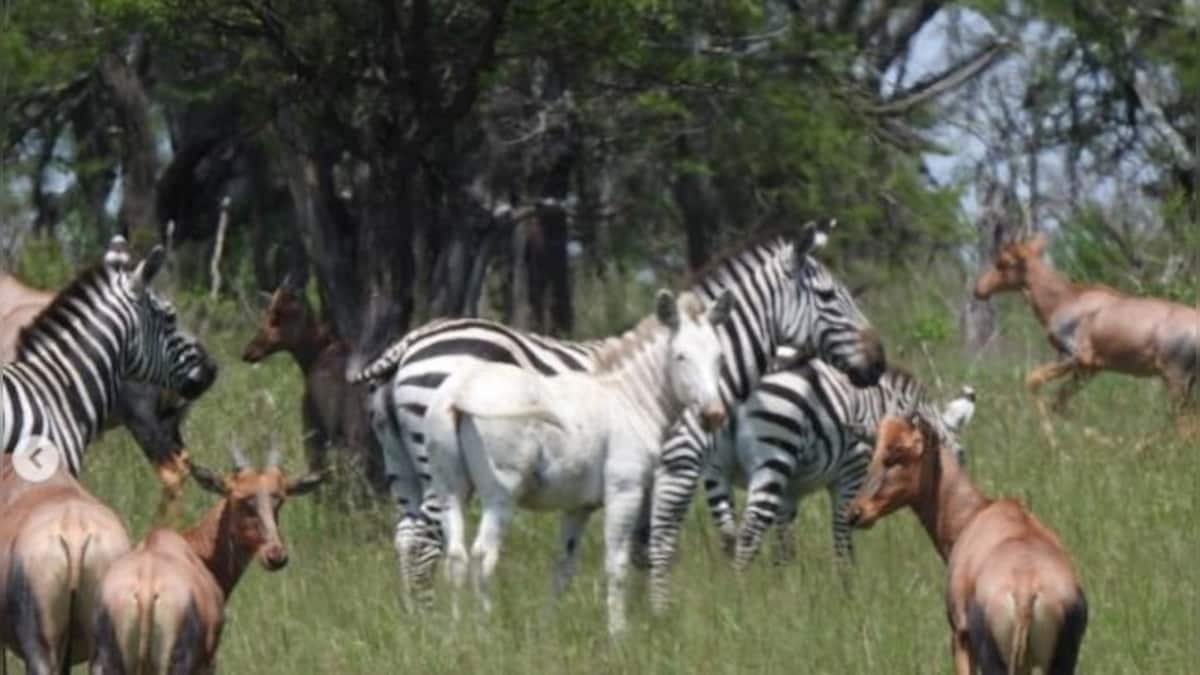 Watch: Rare albino zebra spotted in Tanzania, leaves internet users astonished