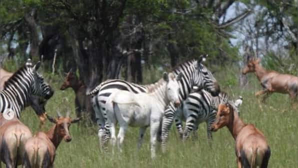 Watch: Rare albino zebra spotted in Tanzania, leaves internet users astonished