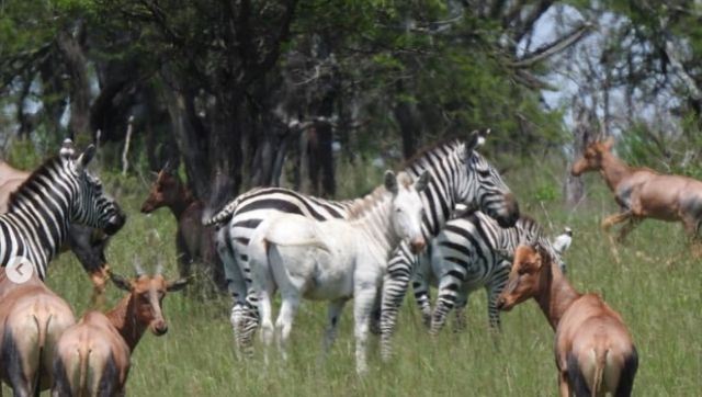 Watch: Rare albino zebra spotted in Tanzania, leaves internet users astonished Watch: Rare albino zebra spotted in Tanzania, leaves internet users astonished