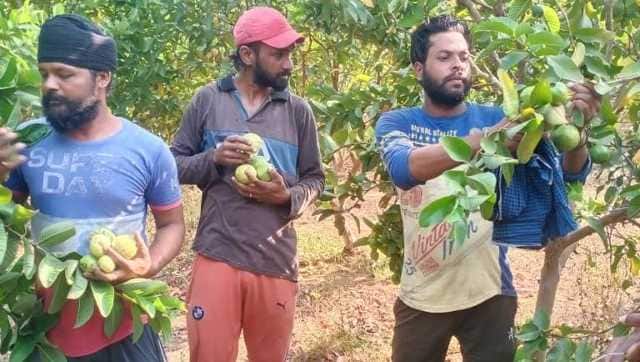 Fruits of labour