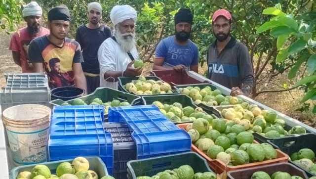 Produce at Akal Farms