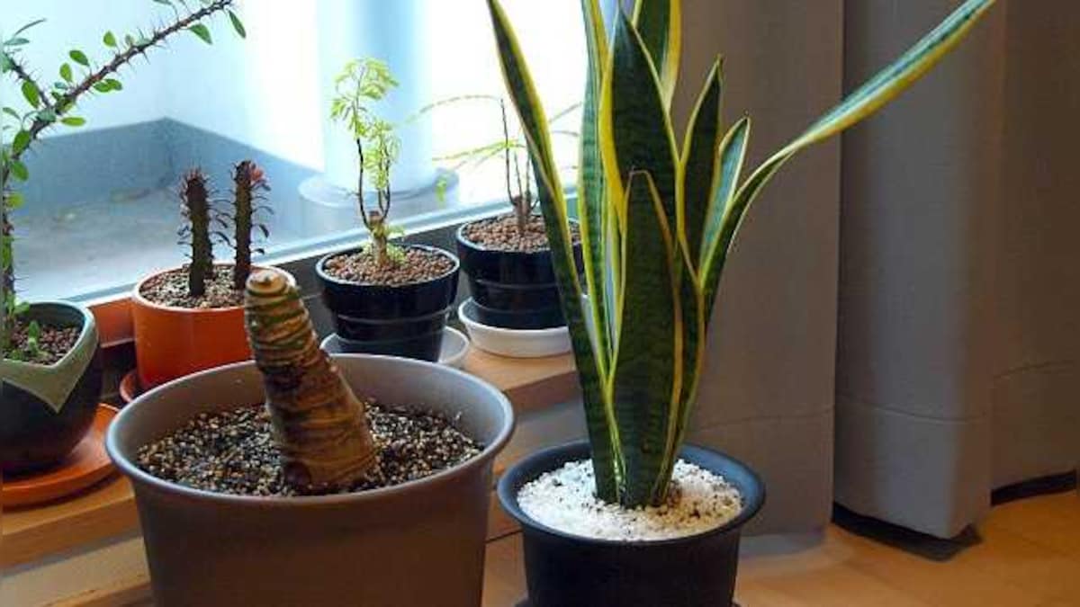 Earth and soul | A beginner’s guide on how to look after houseplants if you are a ‘plant parent’