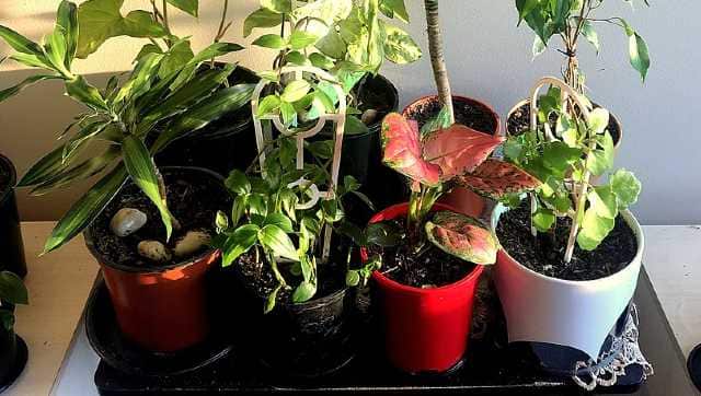A few houseplants placed on a table in a west-facing bedroom. Image courtesy Qumarchi/Wikimedia Commons