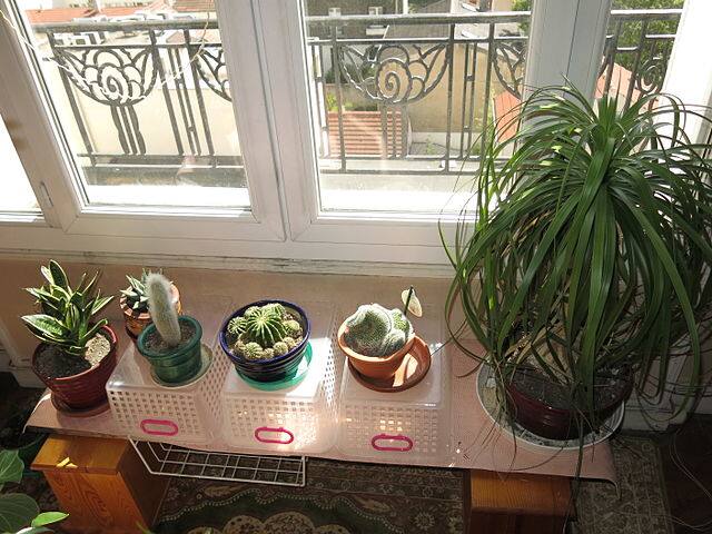 Cactus or succulent plants. Image courtesy Tangopaso/Wikimedia Commons