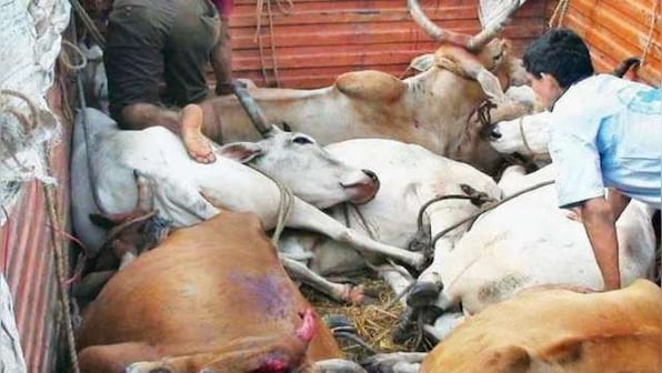 Lumpy skin disease: Protecting cattle priority of Rajasthan govt, says Ashok Gehlot