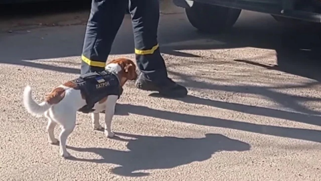 Watch| Two-year-old dog Patron sniffs out Russian explosives in Ukraine, hailed as hero Watch| Two-year-old dog Patron sniffs out Russian explosives in Ukraine, hailed as hero