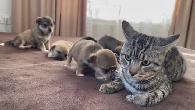 Grumpy cat gets annoyed by adorable puppies; find out what happens next Grumpy cat gets annoyed by adorable puppies; find out what happens next