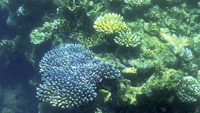 Will Australia's Great Barrier Reef survive after suffering fourth mass bleaching event since 2016? Will Australia's Great Barrier Reef survive after suffering fourth mass bleaching event since 2016?