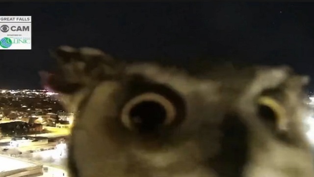 Watch: Curious owl inspects weather monitoring camera in US, leaves netizens thrilled Watch: Curious owl inspects weather monitoring camera in US, leaves netizens thrilled