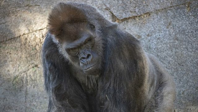 A gorilla fixated on phones, trout craving meth: Do animals suffer from addiction? A gorilla fixated on phones, trout craving meth: Do animals suffer from addiction?