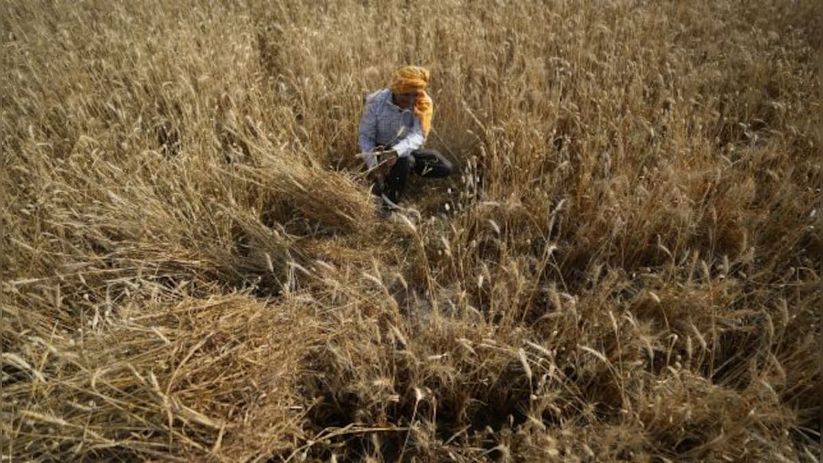 Wheat prices hit record high after India bans export, touches $453 per tonne