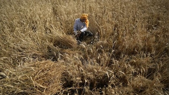 How the heatwave has scorched India’s crucial wheat crop and hit export plans