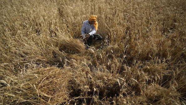 How the heatwave has scorched India’s crucial wheat crop and hit export plans