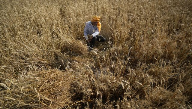 Wheat prices hit record high after India bans export, touches $453 per tonne Wheat prices hit record high after India bans export, touches $453 per tonne