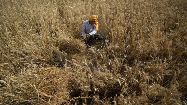 Explained: Why did India ban wheat exports and how does it affect global food security?