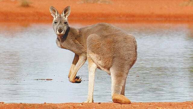 Mob of kangaroos interrupt football match in Australia