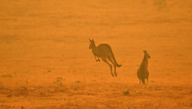 From kangaroos to giant tortoises, the rise in the smuggling of exotic animals in India From kangaroos to giant tortoises, the rise in the smuggling of exotic animals in India