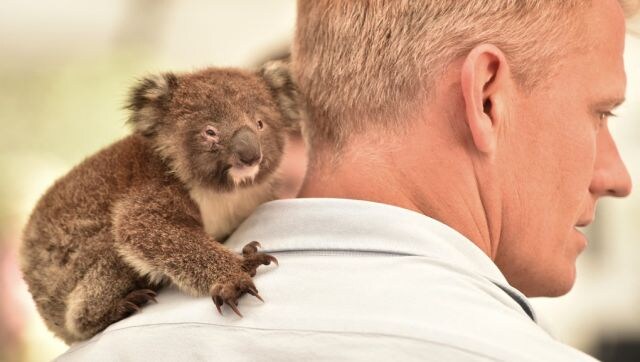 Paaiškino: kaip spermos užšaldymas gali išgelbėti Australijos nykstančias koalas