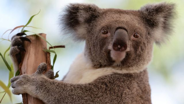 Viral: Man guides koala to cross four-lane highway on Gold Coast; internet says 'real humanity' Viral: Man guides koala to cross four-lane highway on Gold Coast; internet says 'real humanity'