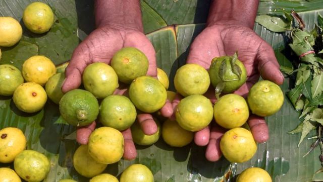No more 'nimbu paani': Why prices of lemons across India have left a sour taste in mouth No more 'nimbu paani': Why prices of lemons across India have left a sour taste in mouth