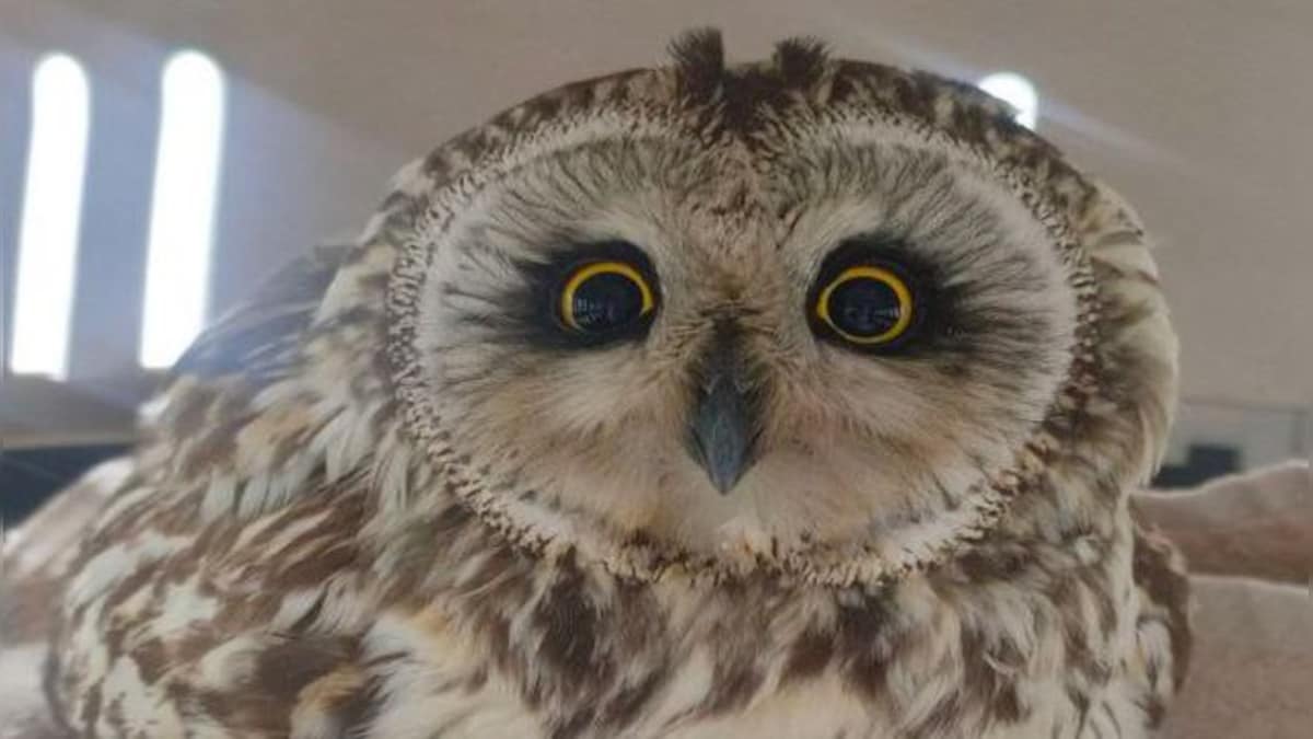 How Pune wildlife enthusiasts rescued an owl that migrated from Europe and was nearly killed by heatwave