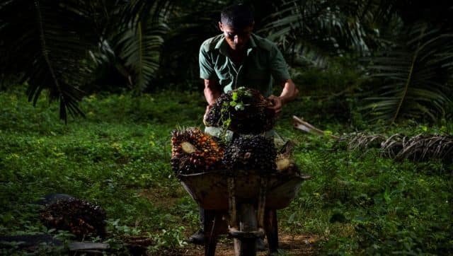 India gets 50 per cent of its crude palm oil from Indonesia. AFP