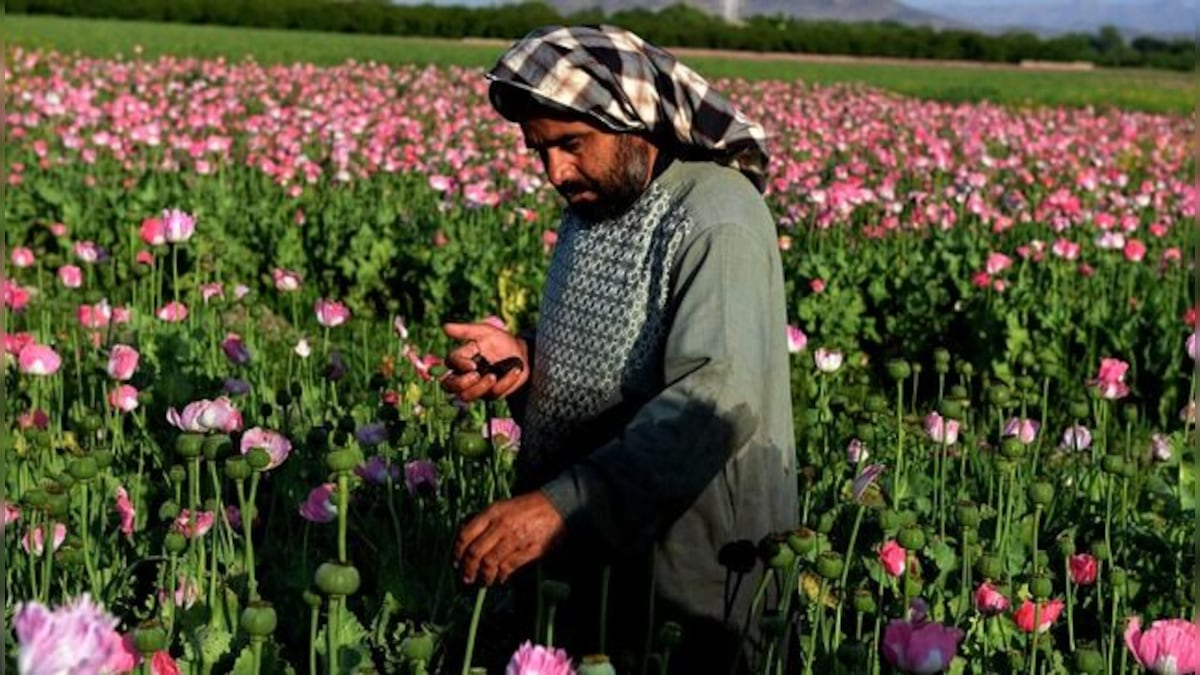 Taliban chief orders ban on poppy cultivation in Afghanistan; violators' crops to be destroyed