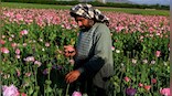 Taliban chief orders ban on poppy cultivation in Afghanistan; violators' crops to be destroyed