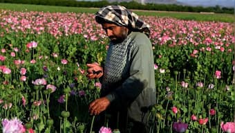 Taliban chief orders ban on poppy cultivation in Afghanistan; violators' crops to be destroyed