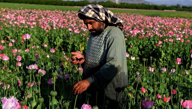 Taliban chief orders ban on poppy cultivation in Afghanistan; violators' crops to be destroyed Taliban chief orders ban on poppy cultivation in Afghanistan; violators' crops to be destroyed