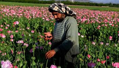 Taliban chief orders ban on poppy cultivation in Afghanistan; violators' crops to be destroyed