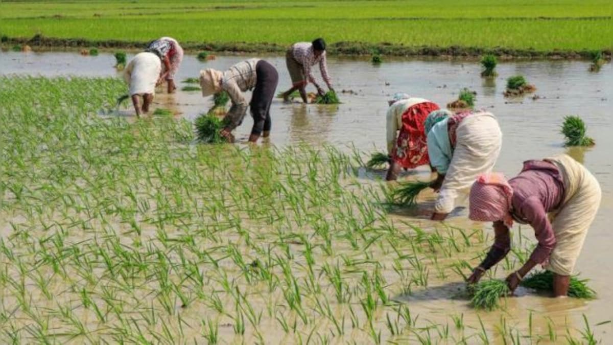 Explained: Telangana’s paddy protest and the controversy over parboiled rice