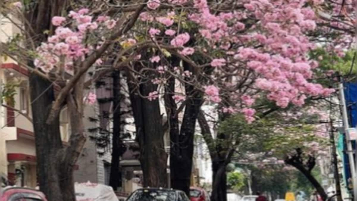 Bangalore turns into a pink paradise with cherry blossoms all over: See mesmerising pictures