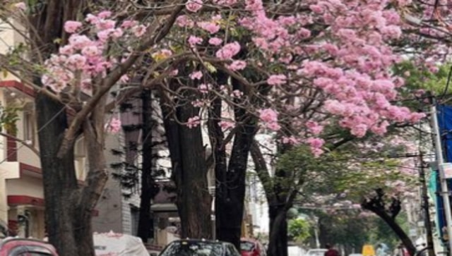 Bangalore turns into a pink paradise with cherry blossoms all over: See mesmerising pictures Bangalore turns into a pink paradise with cherry blossoms all over: See mesmerising pictures