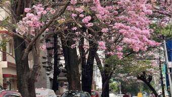 Bangalore turns into a pink paradise with cherry blossoms all over: See mesmerising pictures