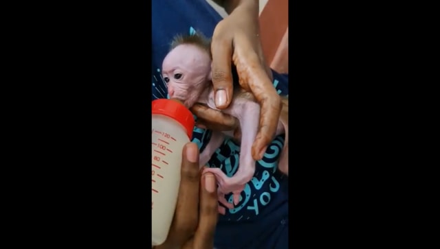 Tamil Nadu volunteers feed baby monkey with milk, IAS officer shares heart touching video Tamil Nadu volunteers feed baby monkey with milk, IAS officer shares heart touching video