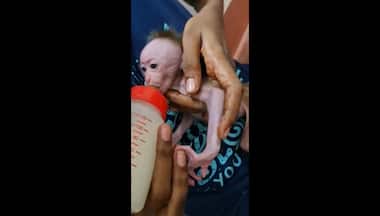 Tamil Nadu volunteers feed baby monkey with milk, IAS officer shares heart touching video