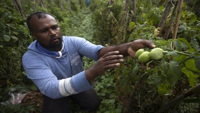 Is organic farming really to blame for Sri Lanka’s ongoing food crisis? Is organic farming really to blame for Sri Lanka’s ongoing food crisis?