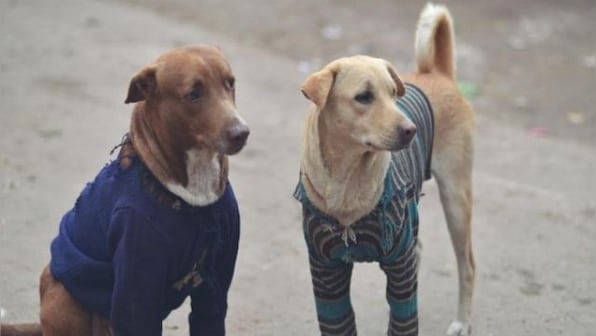 World Veterinary Day 2022: Here's are some tips on how to can take care of your pets